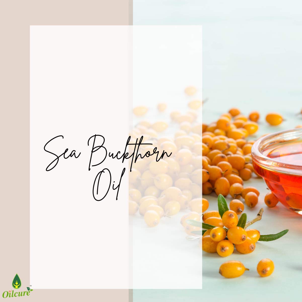 Oilcure Sea Buckthorn Oil | 30 ml | Pure | Undiluted