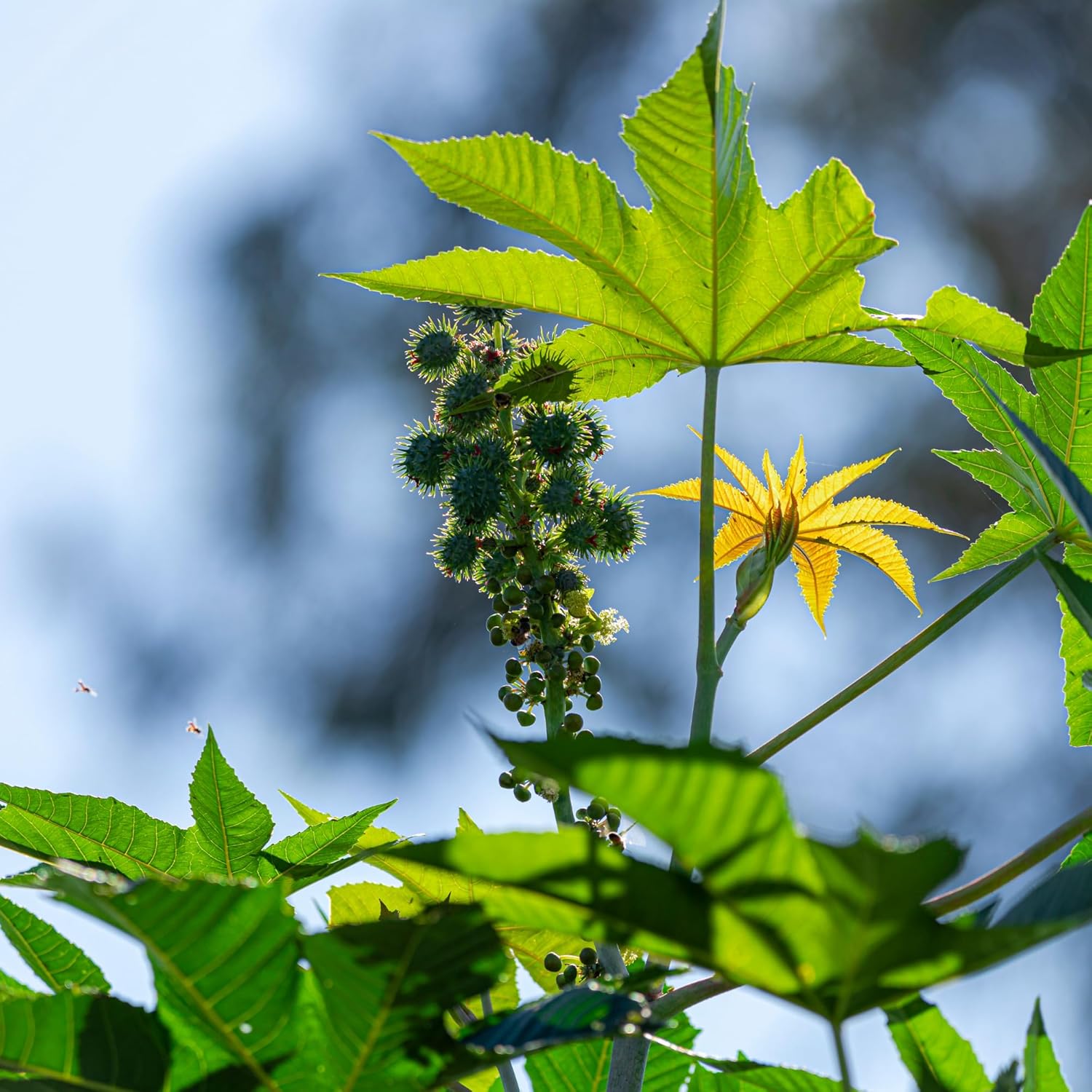 Oilcure Castor Oil Cold Pressed Edible 100 ml - Pack of 3 (300 ml)