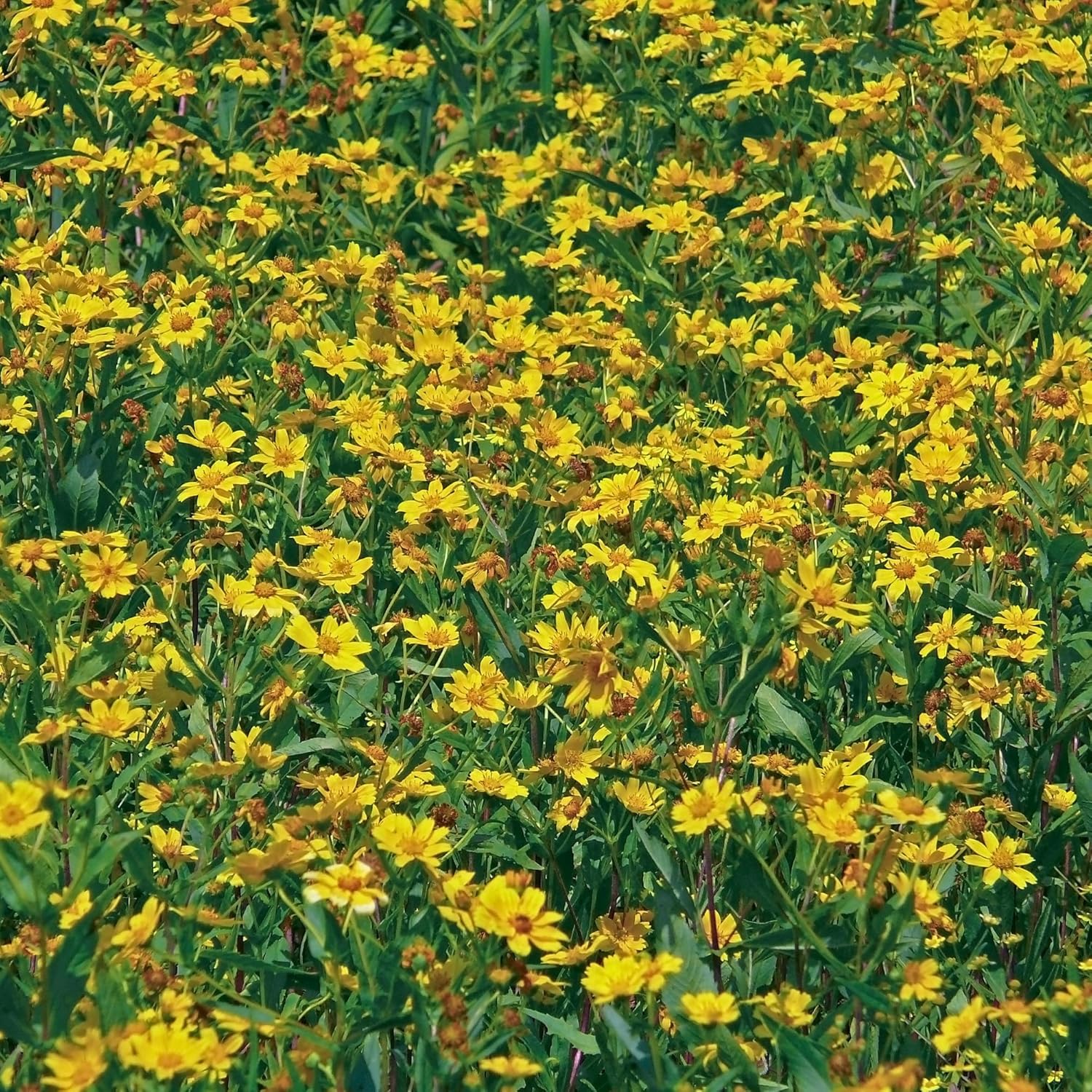 Oilcure Cold Pressed Niger Seed Oil 500 ml- Pack of 2