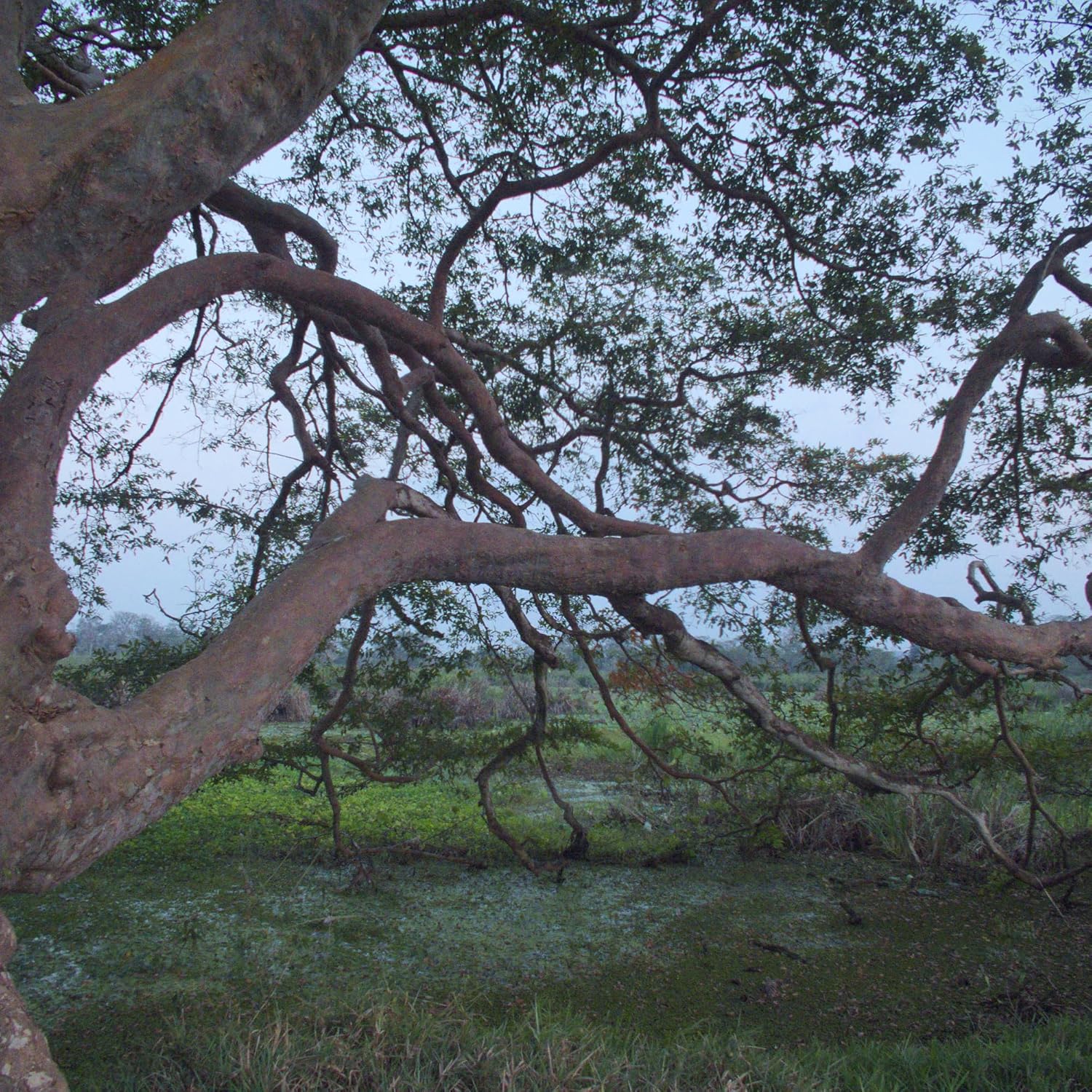 Nxtgen Ayurveda Arjun Chaal Powder | 250 gm | Terminalia Arjuna | Arjun Ki Chaal Powder