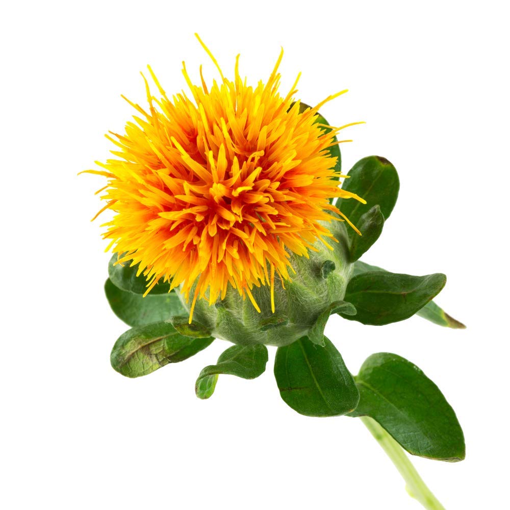 Oilcure Safflower Oil | Cold Pressed | 100 ml | Pure