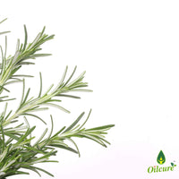 Oilcure Rosemary Essential Oil | 30 ml | Pure | Undiluted