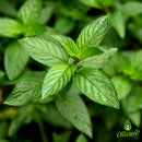 Oilcure Peppermint Essential Oil | 30 ml | Pure | Undiluted