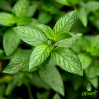 Oilcure Peppermint Essential Oil | 30 ml | Pure | Undiluted