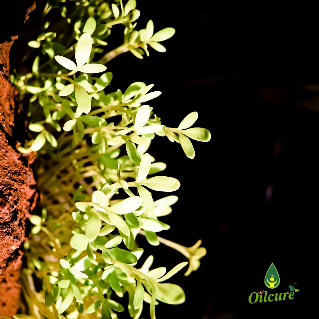 Oilcure Asaliya Seed Oil | 30 ml | Cold Pressed | Halim