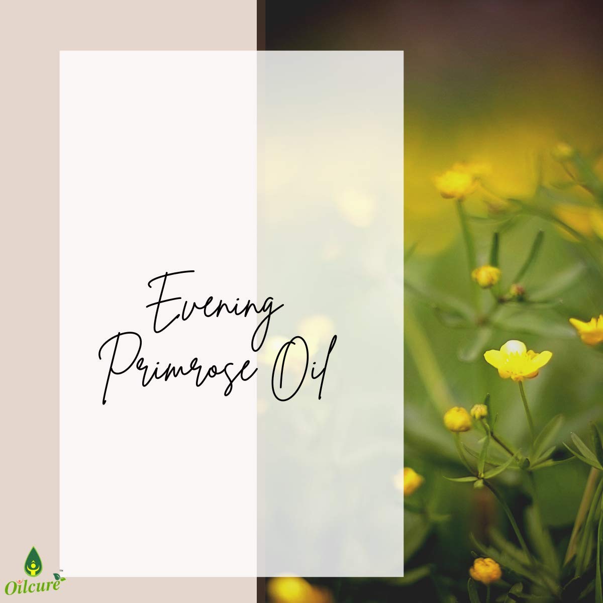 Oilcure Evening Primrose Oil | 30 ml | Therapeutic Grade | Carrier Oil