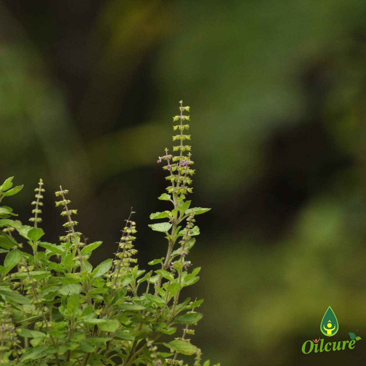 Oilcure Tulsi Essential Oil | 30 ml | Holy Basil | Undiluted