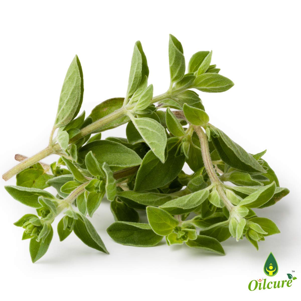 Oilcure Oregano Essential Oil | 30 ml | Pure | Undiluted