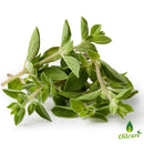 Oilcure Oregano Essential Oil | 30 ml | Pure | Undiluted