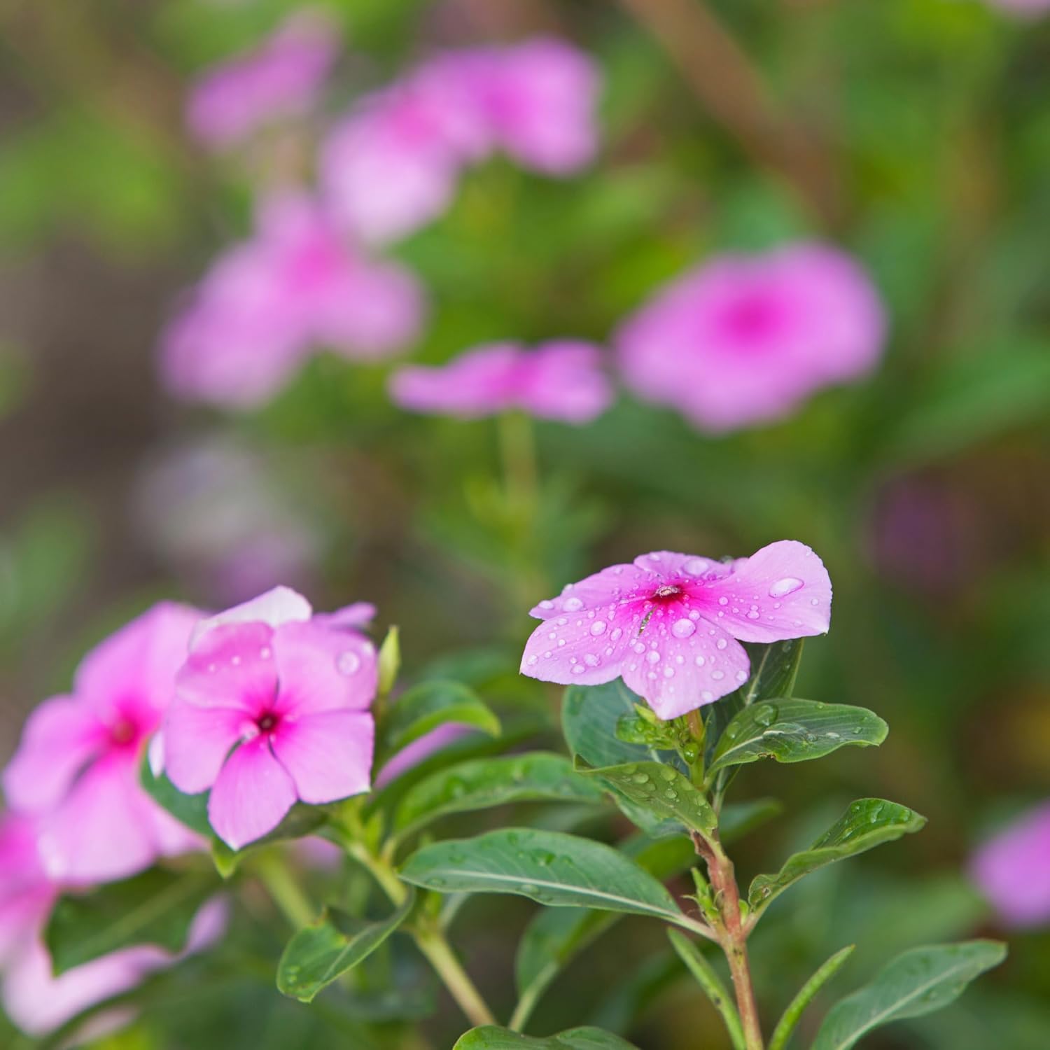 Nxtgen Ayurveda Sadabahar Leaves Powder | 100 gm | Nithyakalyani | Catharanthus Roseus | Madagascar Periwinkle | Sadapushpa