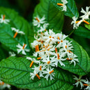 Nxtgen Ayurveda Harshringar Leaves Powder | Paarijat | 100 gms | Night Jasmine | Harsingar | Nyctanthes Arbor