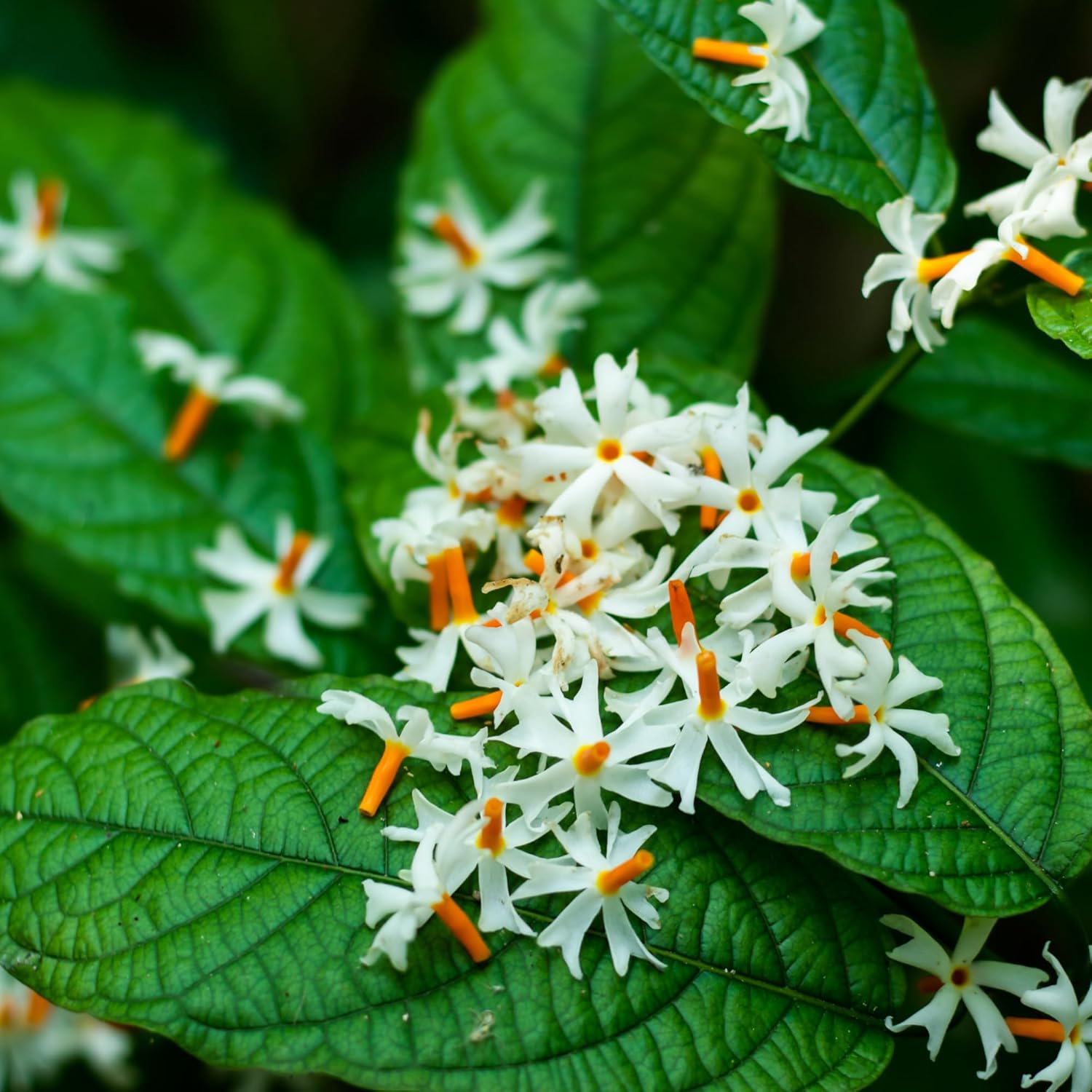 Nxtgen Ayurveda Harshringar Leaves Powder | Paarijat | 100 gms | Night Jasmine | Harsingar | Nyctanthes Arbor