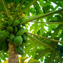 Nxtgen Ayurveda Papaya Leaf Powder | 200 gm | Papita Leaves Powder | Carica Papaya