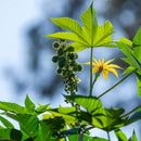 Oilcure Castor Oil Cold Pressed Edible 100 ml - Pack of 3 (300 ml)