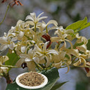 Nxtgen Ayurveda Indrajau Kadwa | 100g | Indrajav Seeds