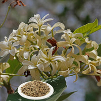 Nxtgen Ayurveda Indrajau Kadwa | 100g | Indrajav Seeds