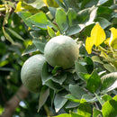 Nxtgen Ayurveda Bael Fruit Powder | 200 gm | Aegle Marmelos