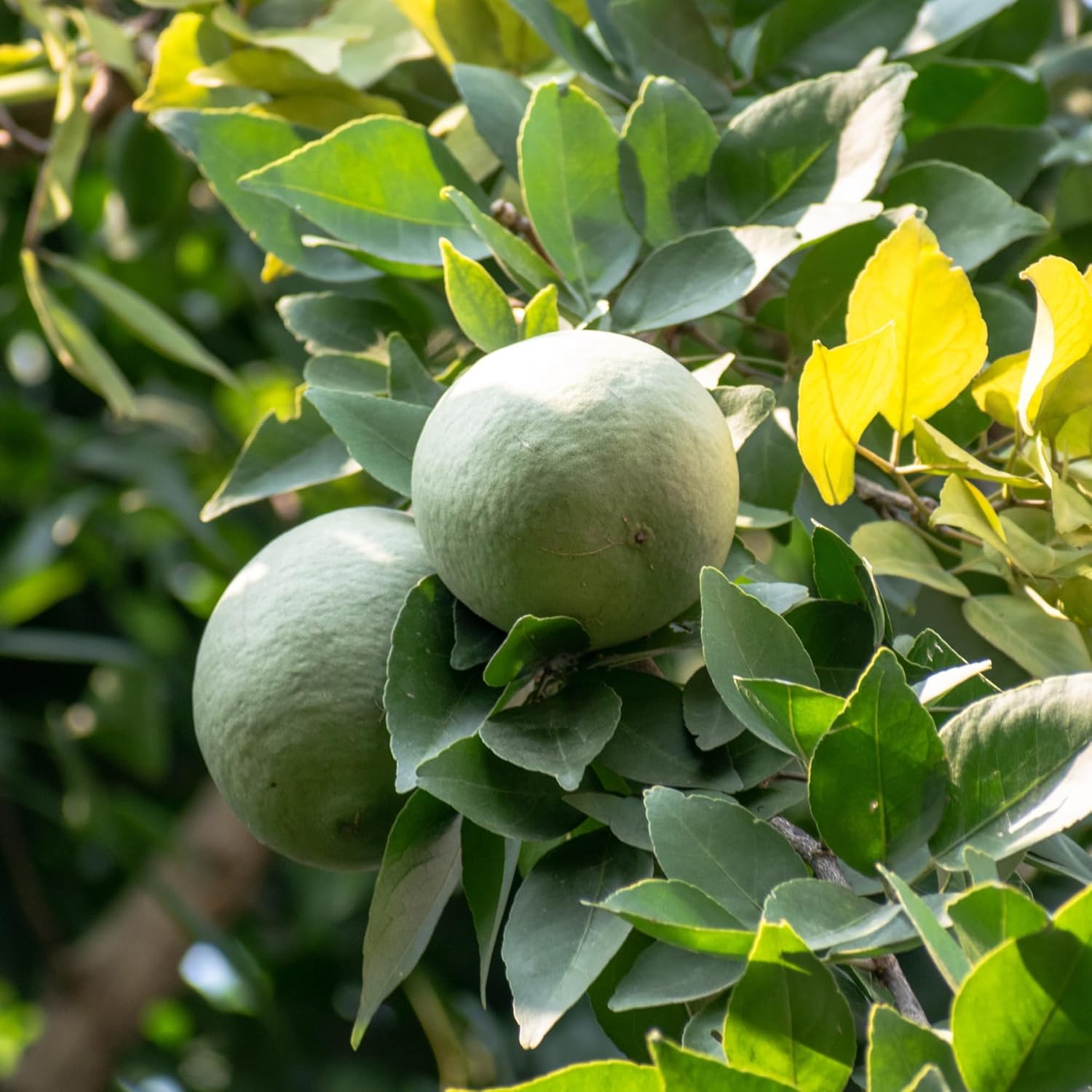 Nxtgen Ayurveda Bael Fruit Powder | 200 gm | Aegle Marmelos