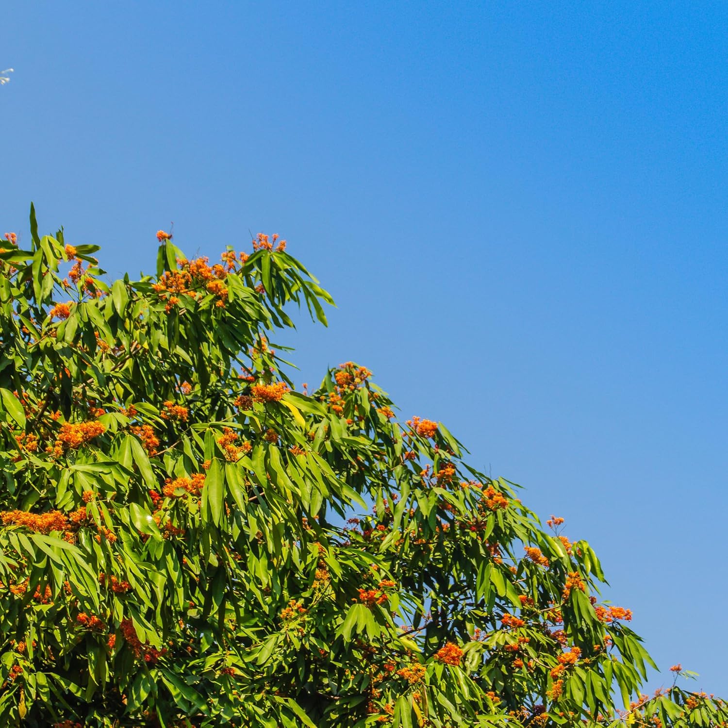 Nxtgen Ayurveda Ashoka Bark Powder | 150 gm | Saraca Indica | Asoca Chaal Powder