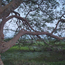 Nxtgen Ayurveda Arjun Chaal Powder | 250 gm | Terminalia Arjuna | Arjun Ki Chaal Powder