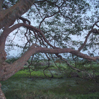 Nxtgen Ayurveda Arjun Chaal Powder | 250 gm | Terminalia Arjuna | Arjun Ki Chaal Powder